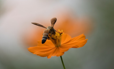 Bee on Cosmos Flower