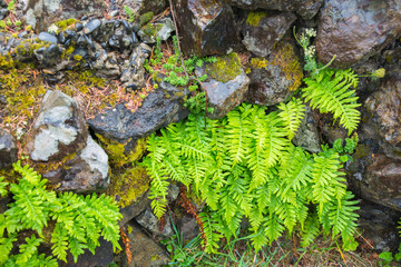 Close up Bright Green Fern Growing out of Wet Stony Wall in the Rain