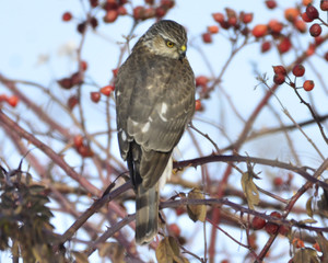 Harris hawk looking for prey in a rose bush