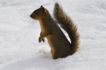 Squirrel in the snow looking for food