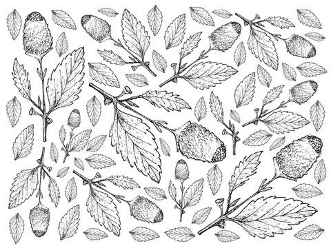 Hand Drawn of Fresh Paracress Plants Background
