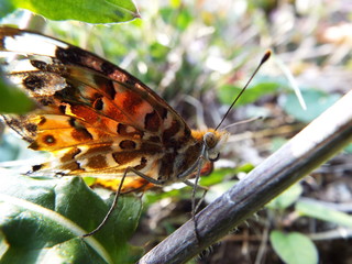 Obraz premium ツマグロヒョウモン orange butterfly