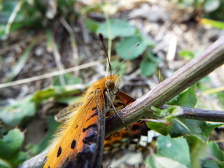 ツマグロヒョウモン orange butterfly