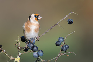 A detailed portrait of a young juvenile goldfinch perched on a blackthorn branch with sloe berries...