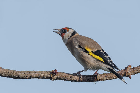 A mature goldfinch perched on a branch facing left with its beak open warning other birds against a light blue clear sky