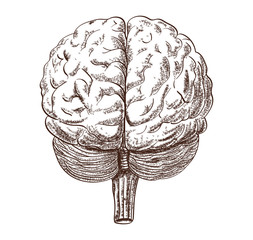 Schematic representation of the human brain on the white background