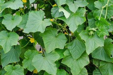 cucumbers plants in hotbed