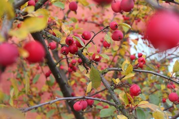 Apple red on tree at summer time