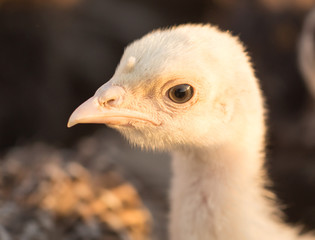 small turkey chickens graze on the farm
