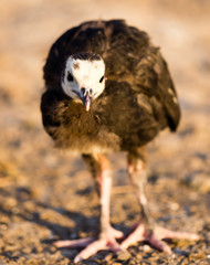 small turkey chickens graze on the farm