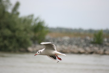 mouette en vol, Delta du Danube, Roumanie