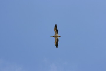 pélican sauvage en vol, Delta du Danube, Roumanie