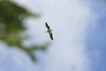 Pélican sauvage, Delta du Danube, Roumanie