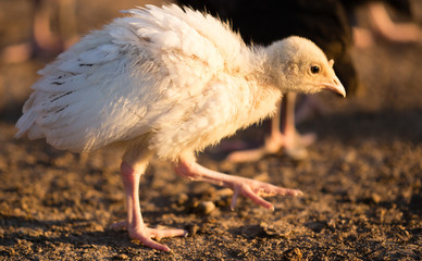 small turkey chickens graze on the farm