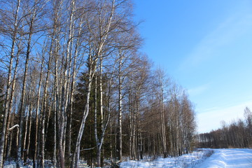 Winter nature in Russia
