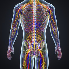 Circulatory and Nervous System with Lymph Nodes