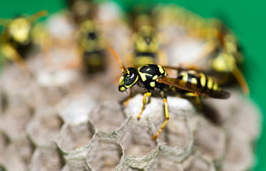 A wasp for hives in nature
