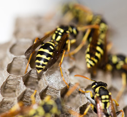 A wasp for hives in nature