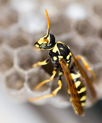 A wasp for hives in nature