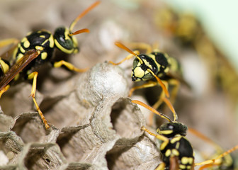 A wasp for hives in nature
