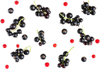 berries of black currant and red currant isolated on white background.