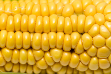 yellow corn kernels in the cob as a background