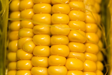 yellow corn kernels in the cob as a background