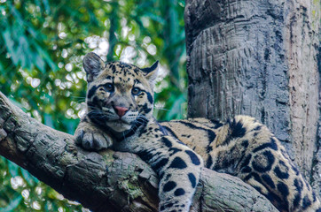 Fototapeta na wymiar Earth Toned Fur on a Clouded Leopard in a Tree Looking at the Camera