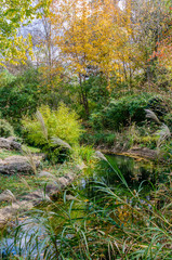 Autumn Landscape of Bright Orange, Yellow and Green Foliage Along a Stream 