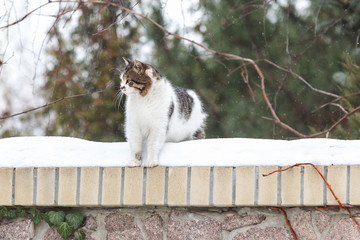 Fluffy cat sitting on snow-covered stone fence