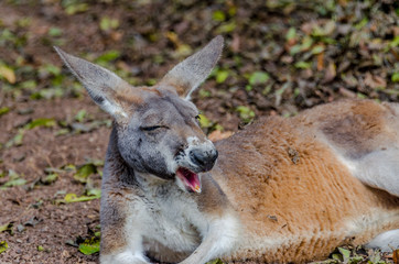Earth Toned Fur on a Juvenile Red Kangaroo