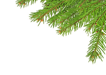 Fototapeta premium Christmas tree branches isolated on a white background