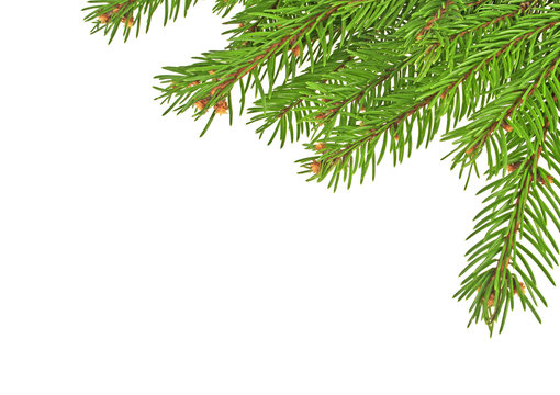 Christmas tree branches isolated on a white background