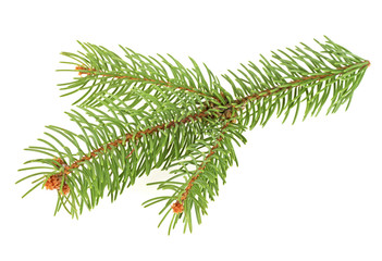 Branch of christmas tree isolated on a white background