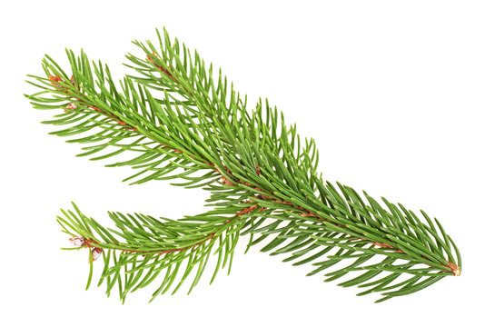 Fir tree branch isolated on white background