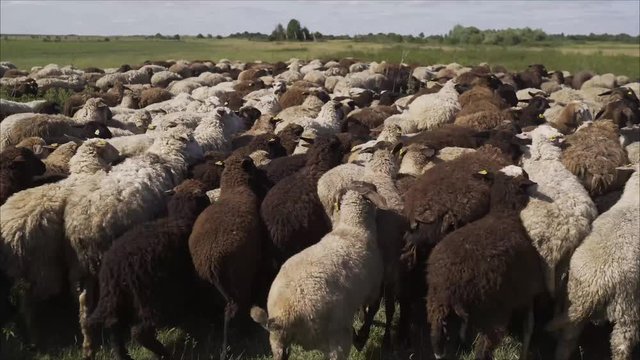 Sheep are running pasture. Shepherd and herd of sheep. Sheep eat grass