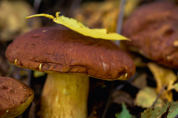 Beautiful mushrooms in the forest. Selective focus. Shallow depth of field.