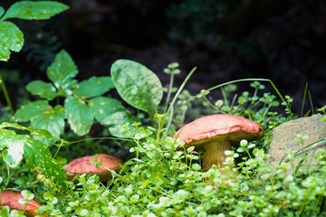 Beautiful mushrooms in the forest. Selective focus. Shallow depth of field.