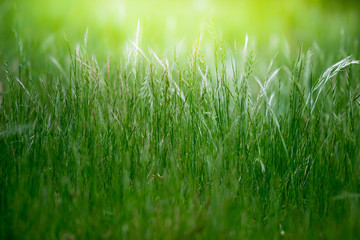 Grass