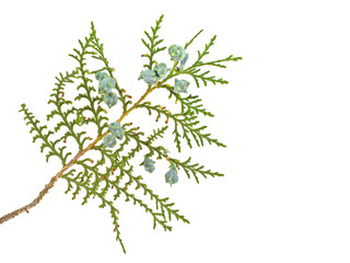 Twig of thuja on a white background