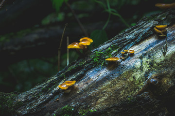 Fototapeta premium Beautiful mushrooms in the forest. Selective focus. Shallow depth of field.