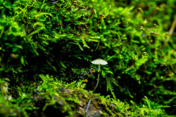 Beautiful mushrooms in the forest. Selective focus. Shallow depth of field.