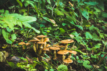 Beautiful mushrooms in the forest. Selective focus. Shallow depth of field.