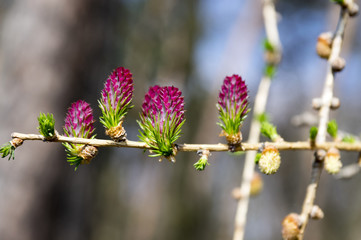 Larix decidua in bloom, early spring, purple cones on branches