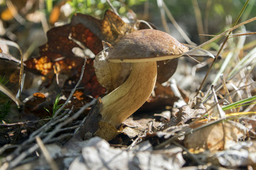 Boletus badius common brown edible bay bolete, poored mushroom in forest