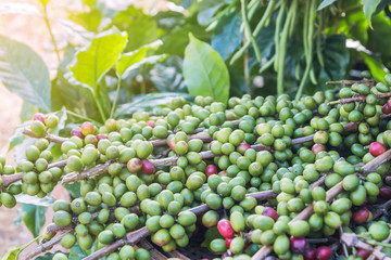 Raw coffee beans