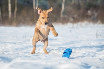 Funny american staffordshire terrier puppy playing with a toy in winter