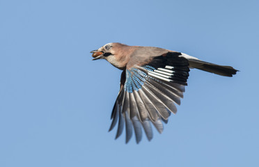 Flying Jay bring acorns