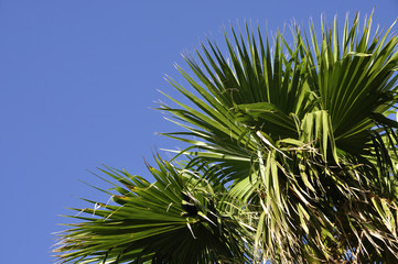 ヤシの木と青空