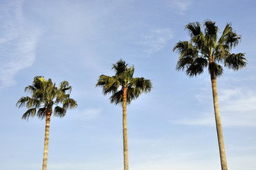 Obraz premium 並んだヤシの木